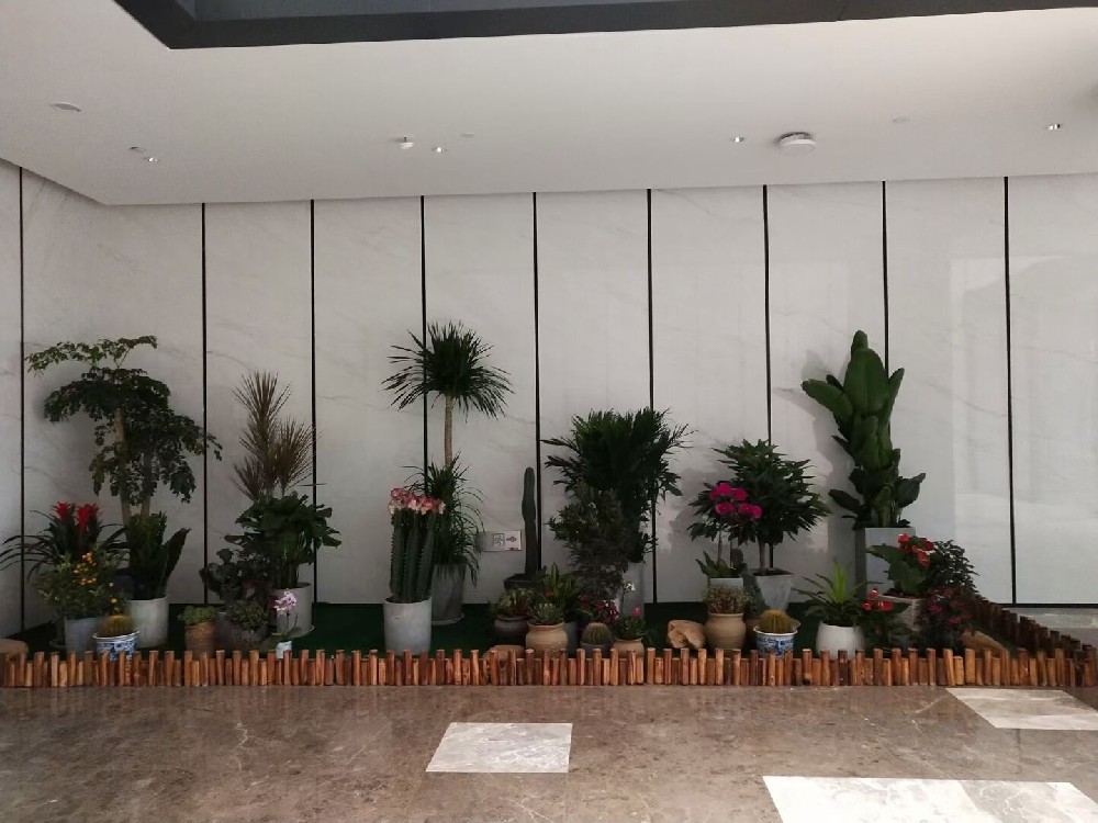 辦公室綠植租賃費(fèi)用到底高不高？常見(jiàn)綠植的種類(lèi)有哪些？